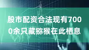 股市配资合法现有7000余只藏猕猴在此栖息